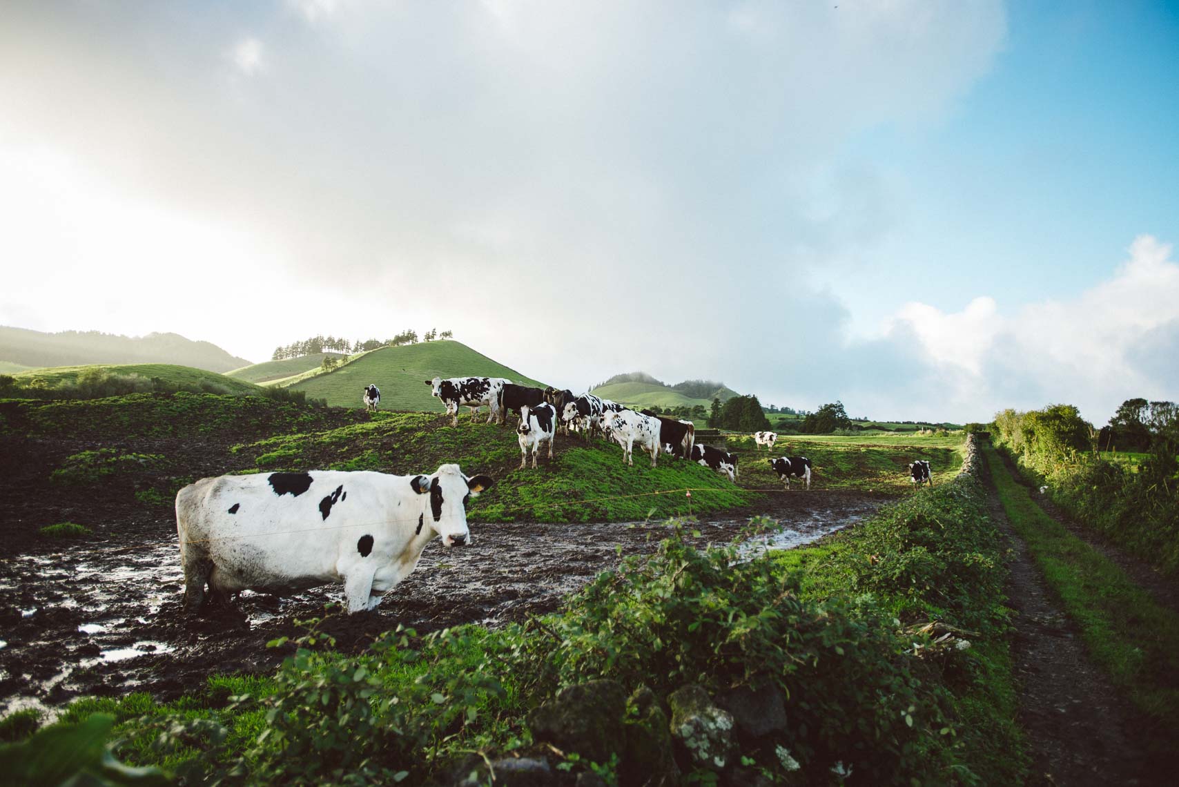 Curious Cows