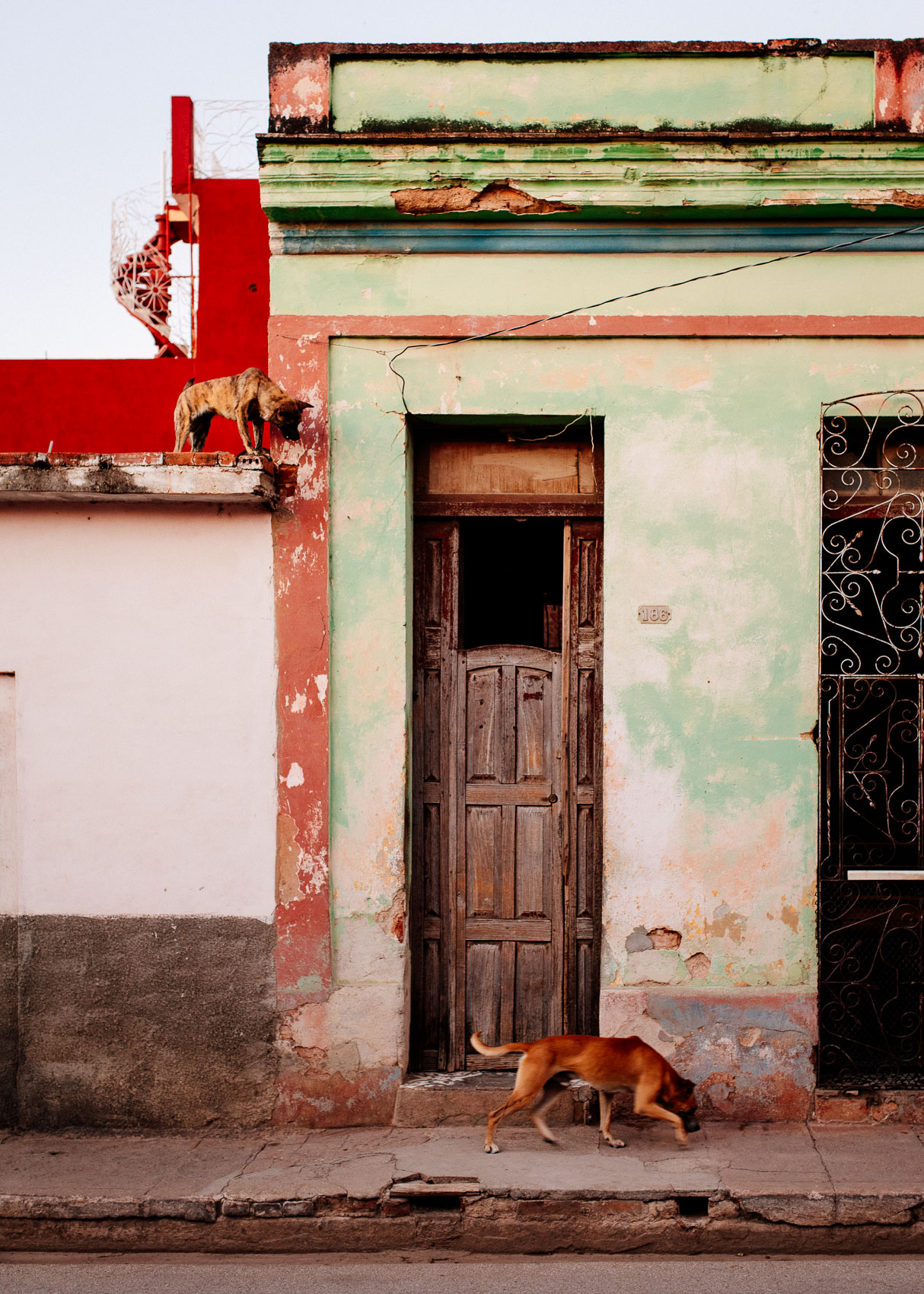 Cuban Dogs