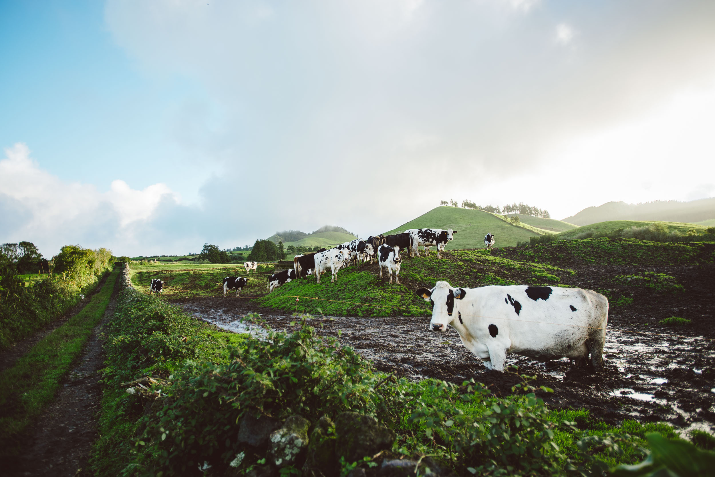 Curious Cows