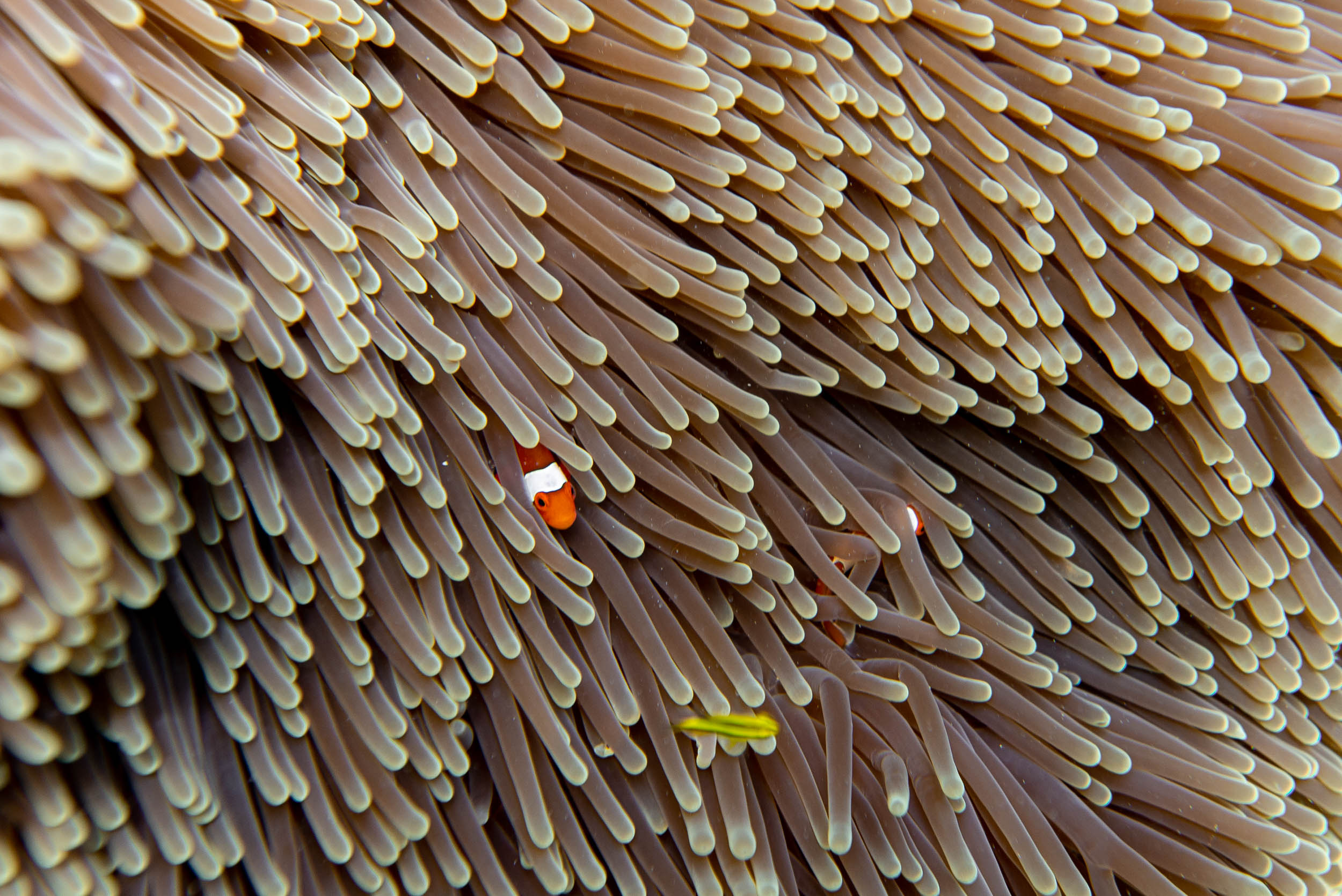 Anemone